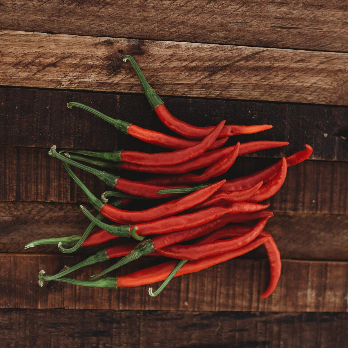 Chile de Arbol pepper plant with slender red peppers growing in a sunny garden
