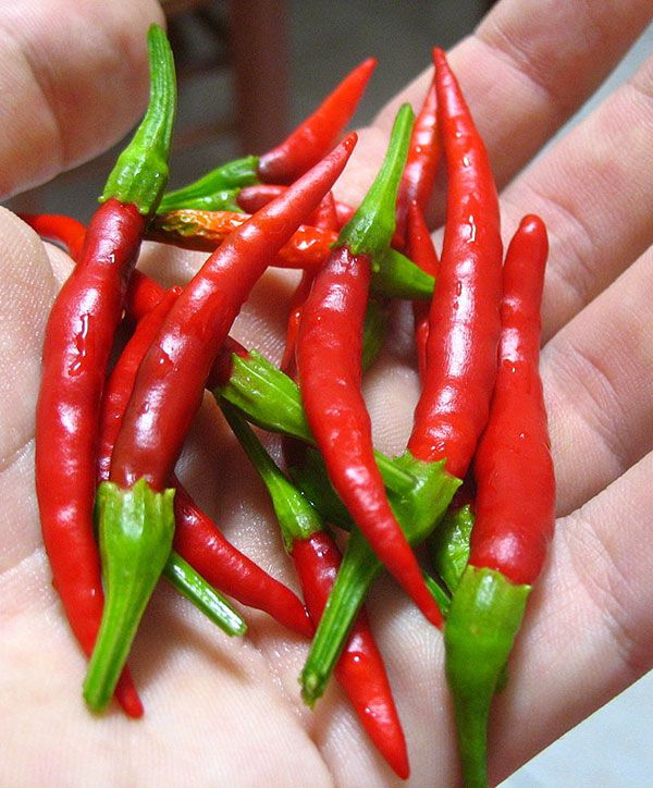 Chile de Arbol pepper plant with slender red peppers growing in a sunny garden
