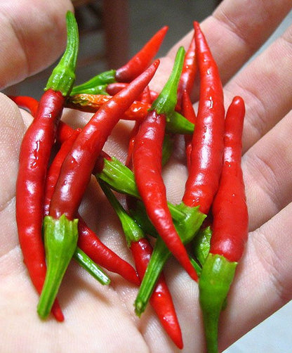 Chile de Arbol pepper plant with slender red peppers growing in a sunny garden