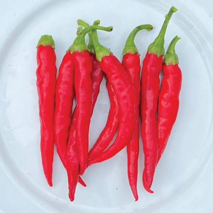Chile de Arbol pepper plant with slender red peppers growing in a sunny garden