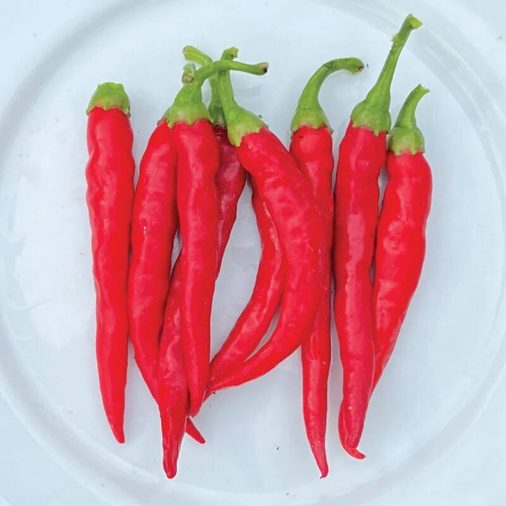 Chile de Arbol pepper plant with slender red peppers growing in a sunny garden