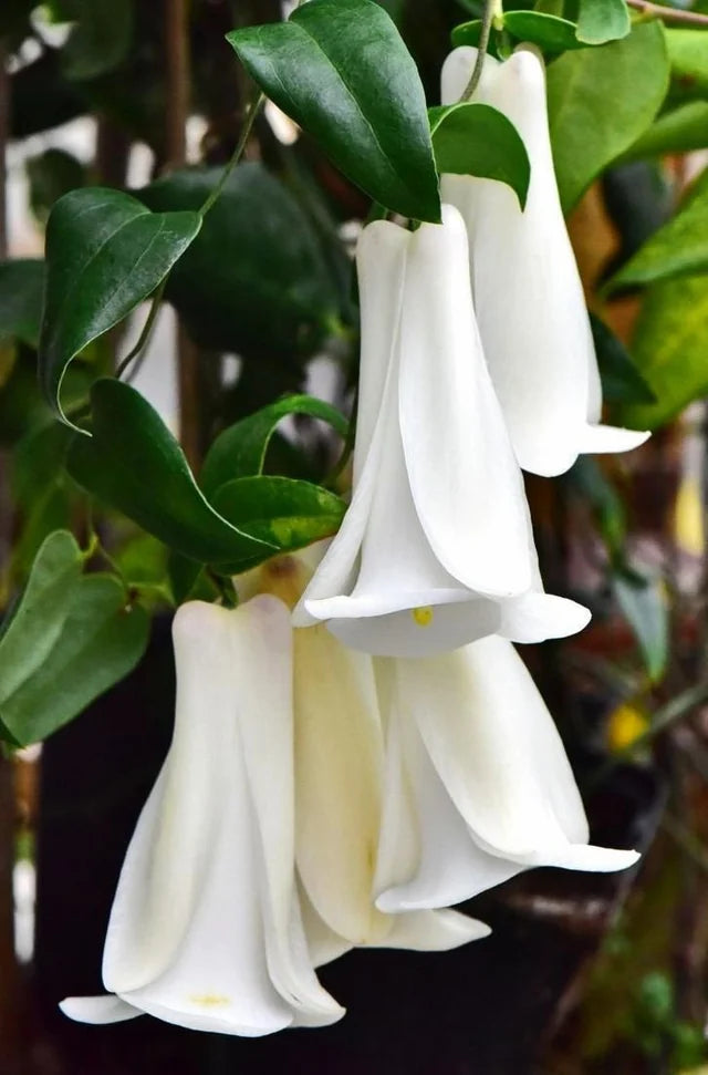 Chilean Bellflower flower seeds