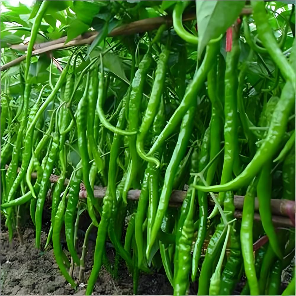Chili Pepper Seeds