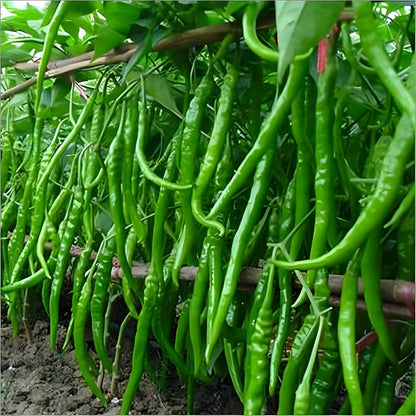 Chili Pepper Seeds