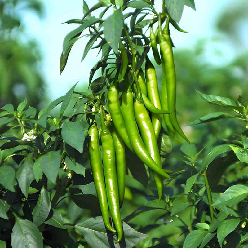 Chili Pepper Vegetable Seeds for Planting – Heirloom Non-GMO Garden Seeds