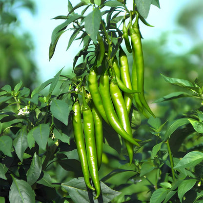 Chili Pepper Vegetable Seeds for Planting – Heirloom Non-GMO Garden Seeds