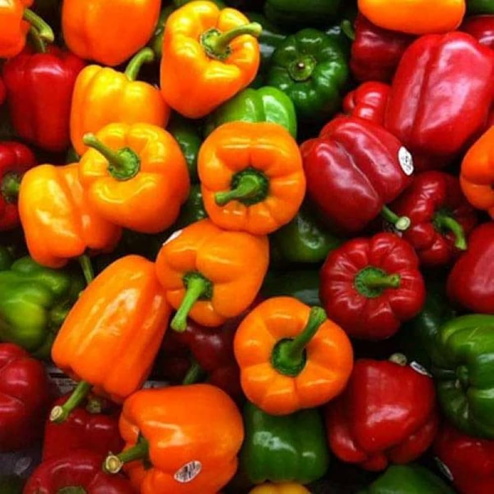 Chili Pie Bell Pepper Seeds
