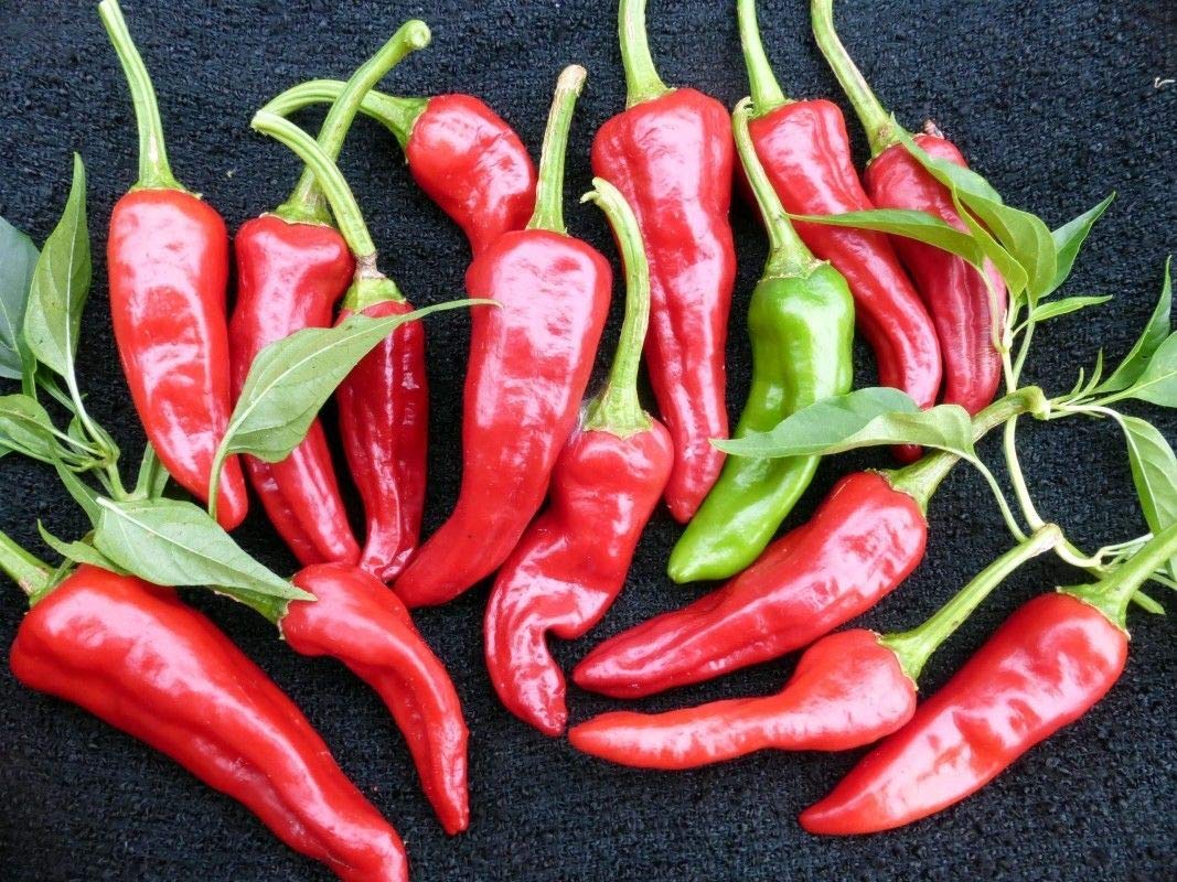Chimayo Pepper Seeds