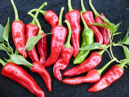 Chimayo Pepper Seeds