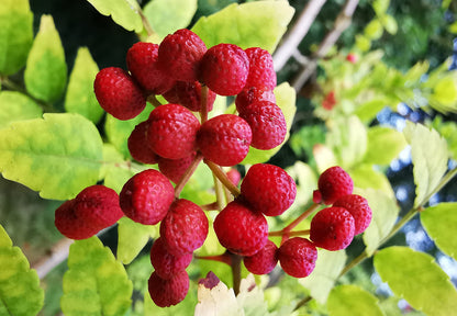 Chinese Ash Pepper Seeds