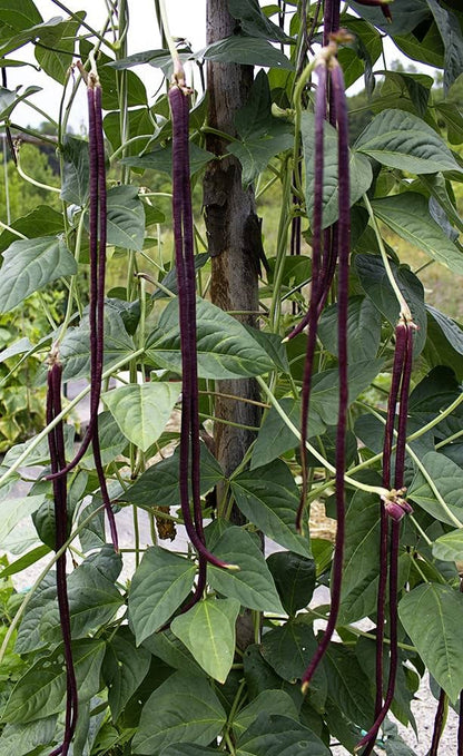 Chinese Bean Seeds