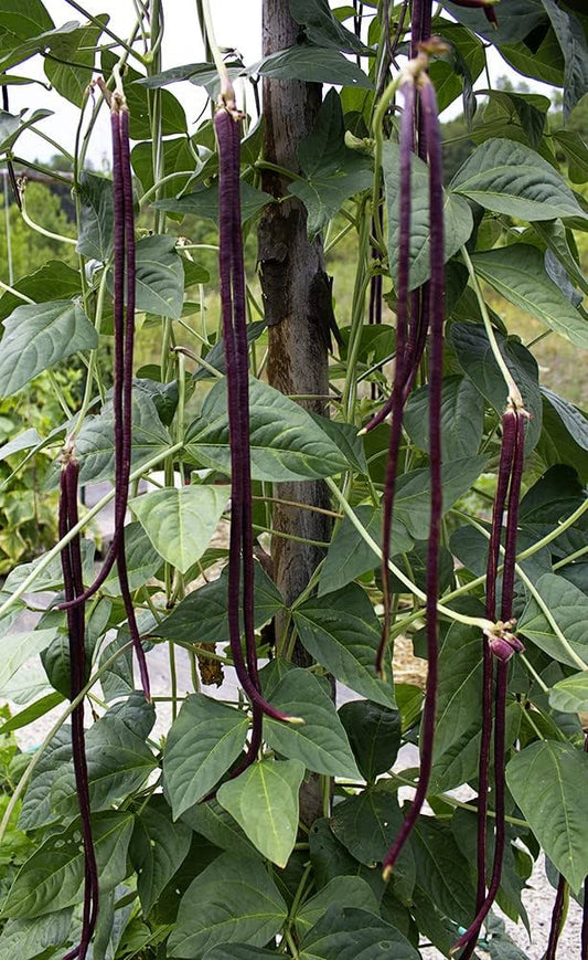 Chinese Bean Seeds