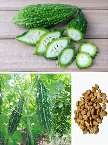 Chinese Bitter Gourd Vegetable Seeds for Planting – Heirloom Non-GMO Garden Seeds