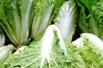 Napa cabbage vegetable growing with pale green outer leaves and creamy white ribs, showcasing fresh, compact cabbage heads in a home vegetable garden.
