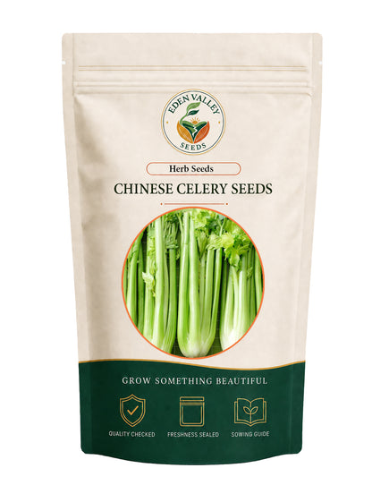 Chinese Celery Herb Seeds for Planting with fresh green leafy growth