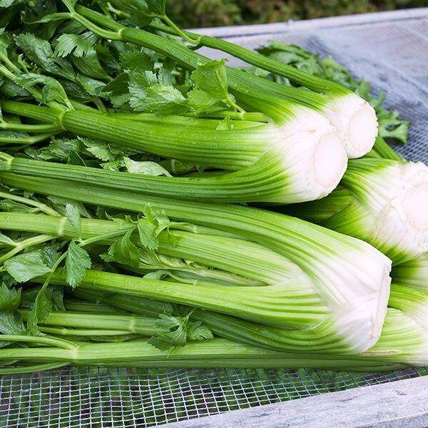 Chinese Celery Herb Seeds for planting with fresh green celery foliage