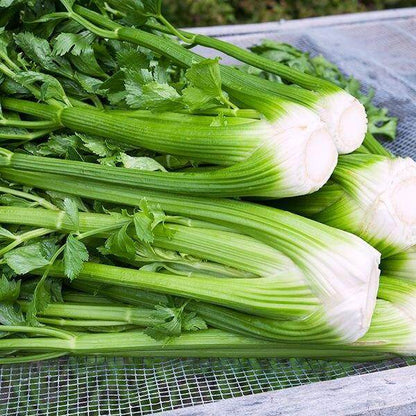 Chinese Celery Herb Seeds for planting with fresh green celery foliage