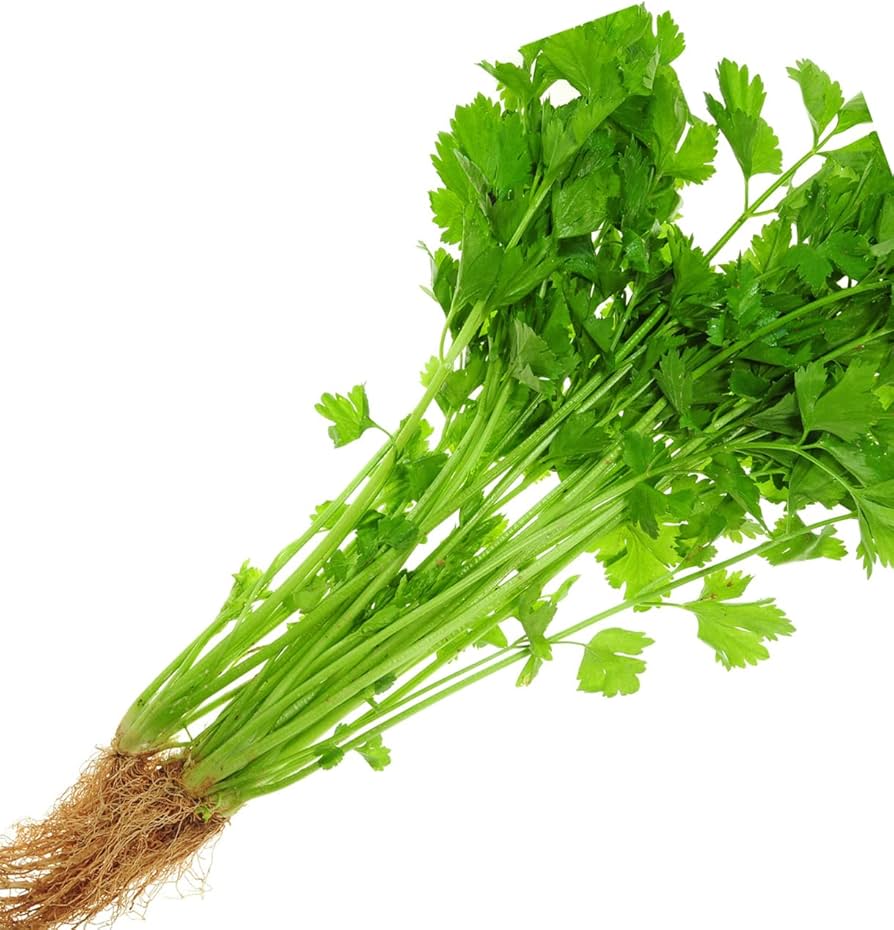 Chinese Celery Seeds