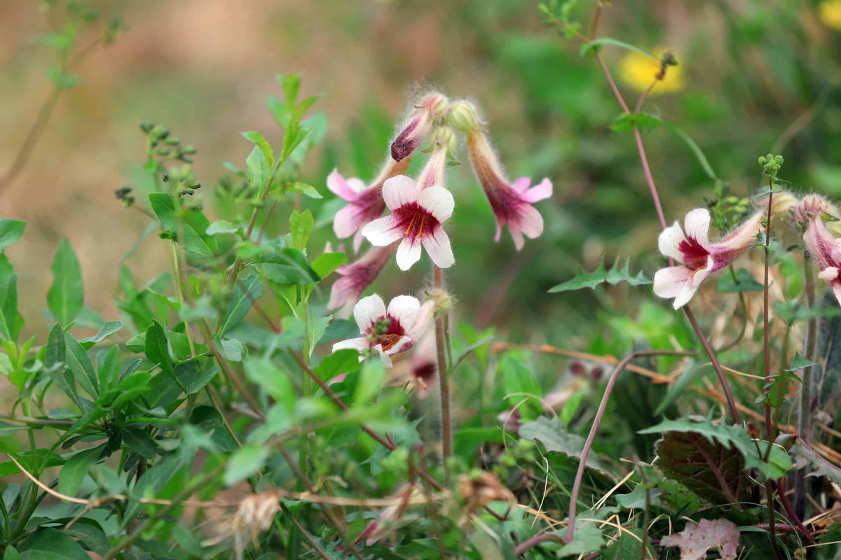 Rehmannia Glutinosa Root Herb Seeds for Planting – Chinese Foxglove Perennial Herb