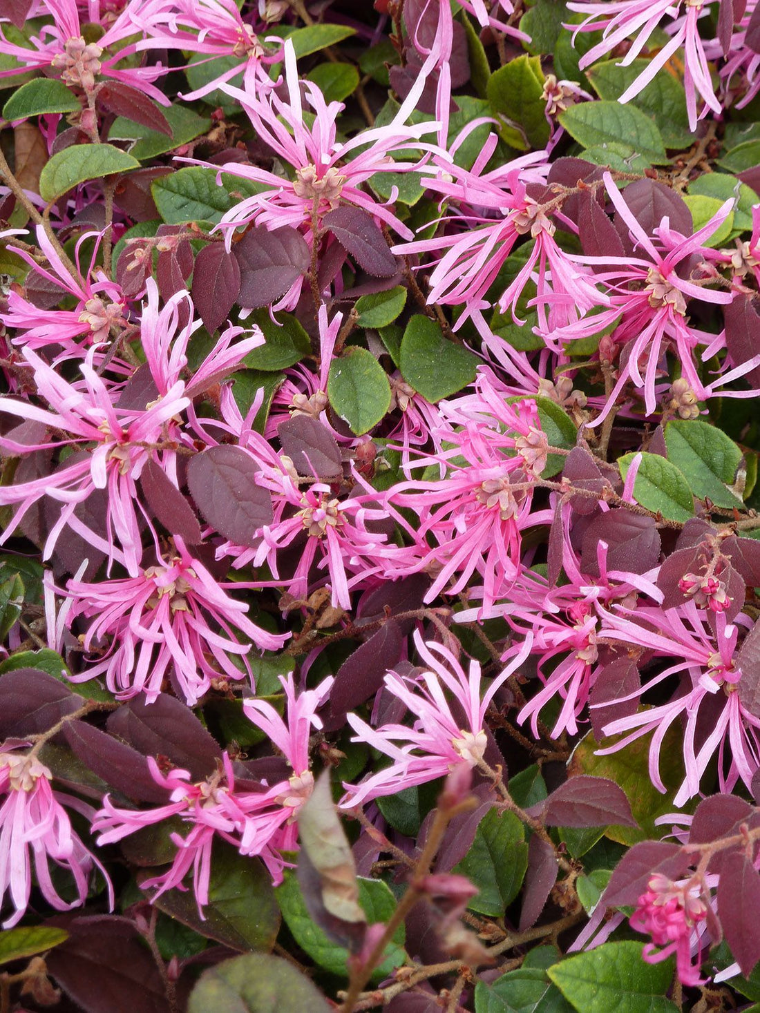 Fringed flower seeds