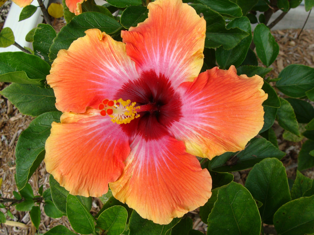 Hibiscus flower seeds