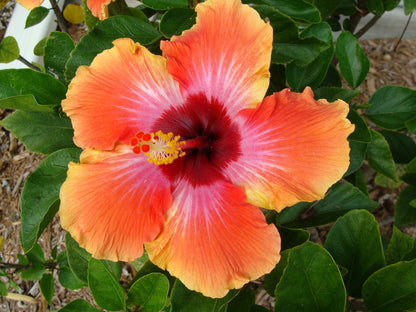 Hibiscus flower seeds