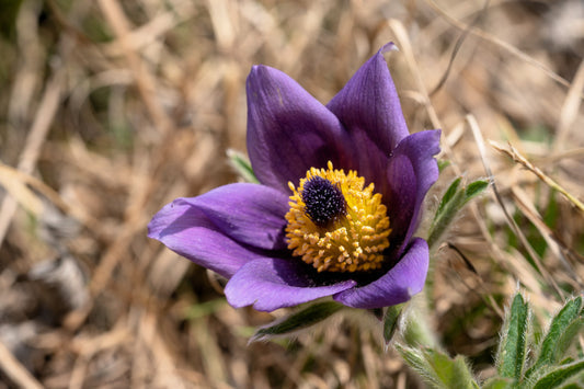 Chinese Pasque Flower Seeds for Planting – Heirloom Non-GMO Garden Seeds