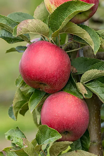 Chinese pearleaf crabapple seeds for planting and growing an ornamental fruit tree.