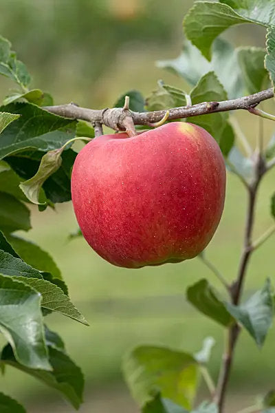 Chinese pearleaf crabapple seeds for planting and growing an ornamental fruit tree.