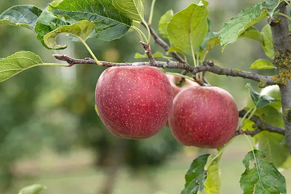 Chinese pearleaf crabapple seeds for planting and growing an ornamental fruit tree.