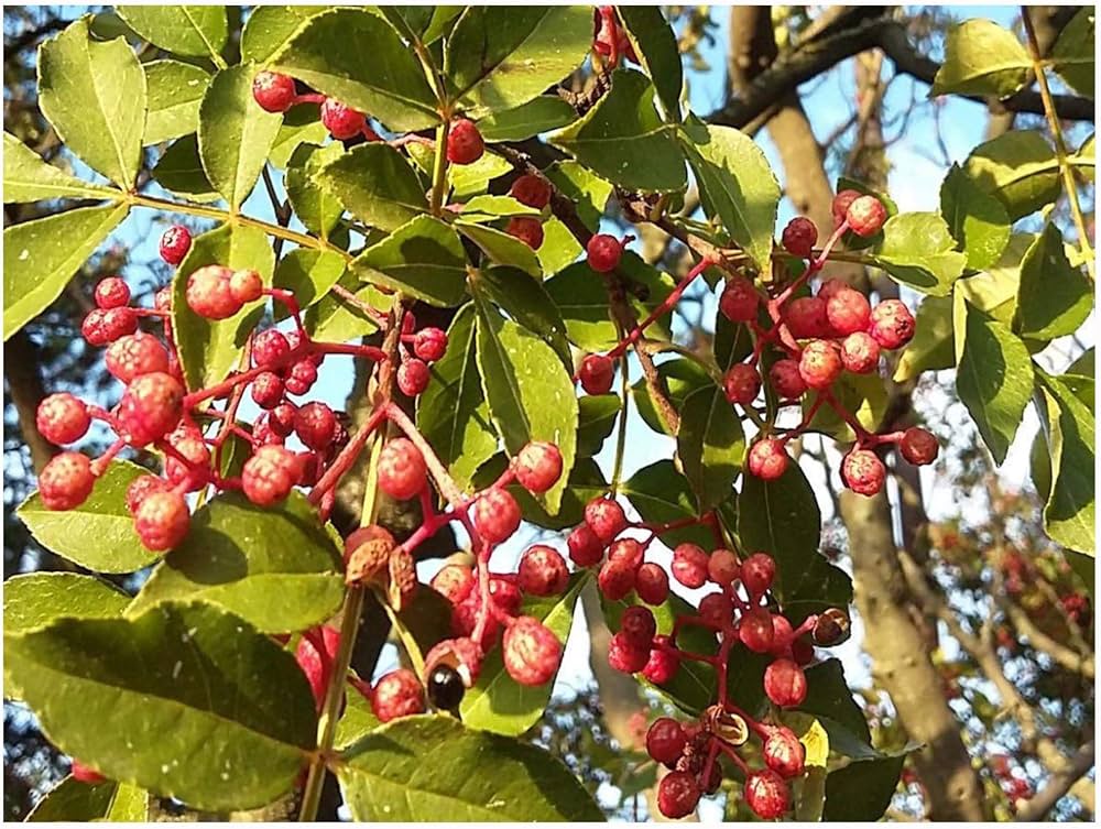 Chinese Pepper Seeds