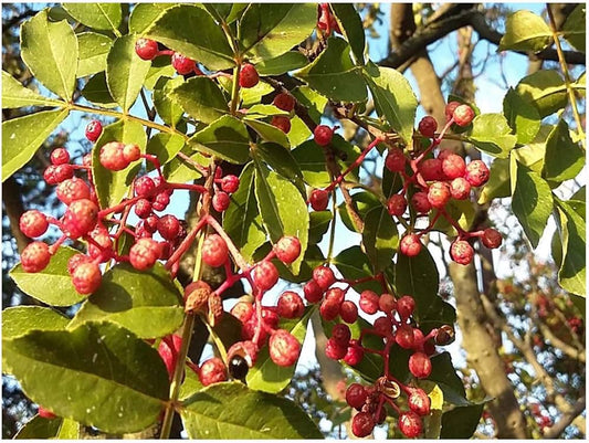 Chinese Pepper Seeds