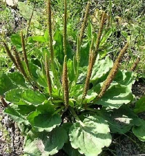 Chinese Plantain Herb Seeds for Planting – Heirloom Non-GMO Garden Seeds