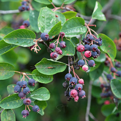 Chinese serviceberry seeds for growing an ornamental fruit-bearing shrub or small tree with spring flowers and colorful berries.