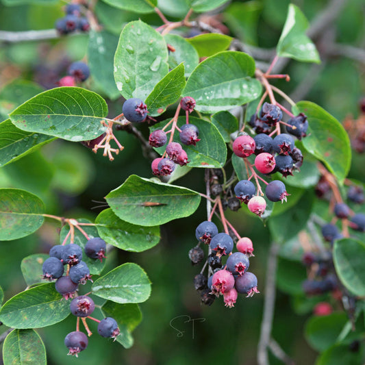 Chinese serviceberry seeds for growing an ornamental fruit-bearing shrub or small tree with spring flowers and colorful berries.