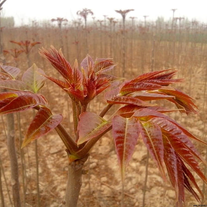 Chinese Toon Seeds