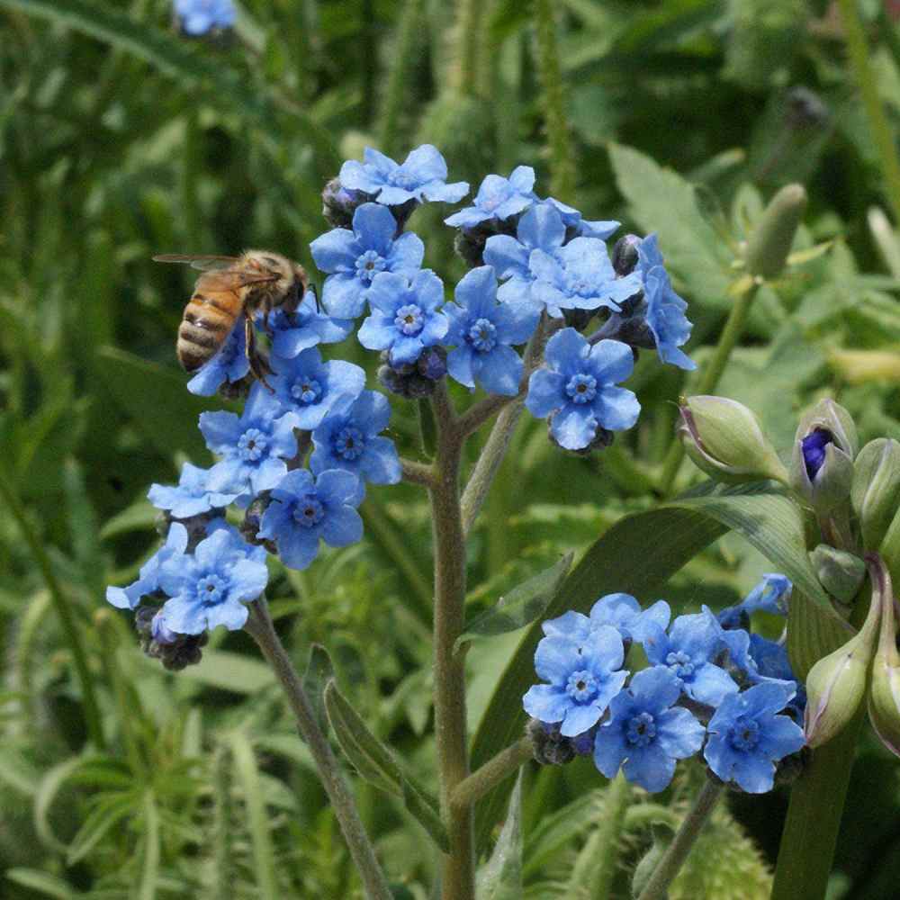 Cynoglossum flower seeds