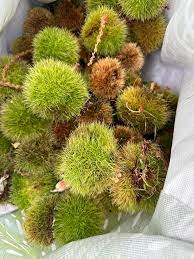 chinquapin chestnut seeds