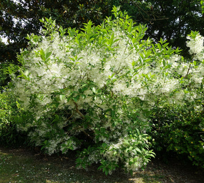 White Chionanthus Flower Seeds for Planting – Heirloom Fringe Tree Seeds