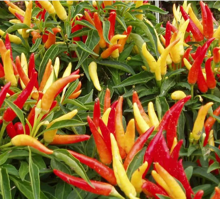 Mixed Chili Pepper Seeds for Planting – Heirloom Hot Pepper Collection