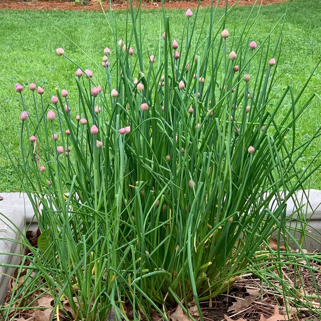 Garlic Chive Seeds