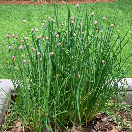 Garlic Chive Seeds