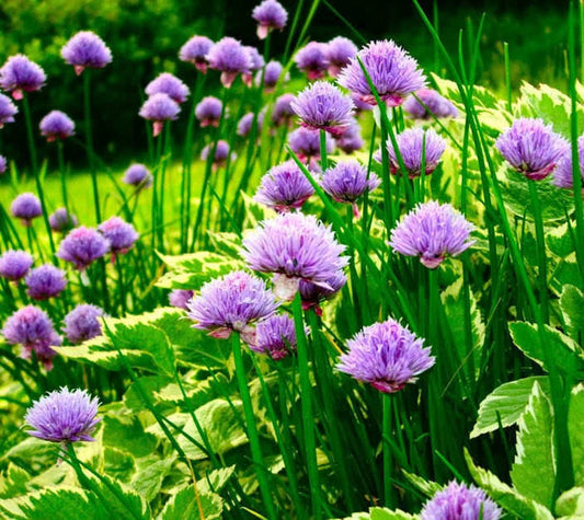 Chive Herb Seeds for Planting – Heirloom Non-GMO Garden Seeds