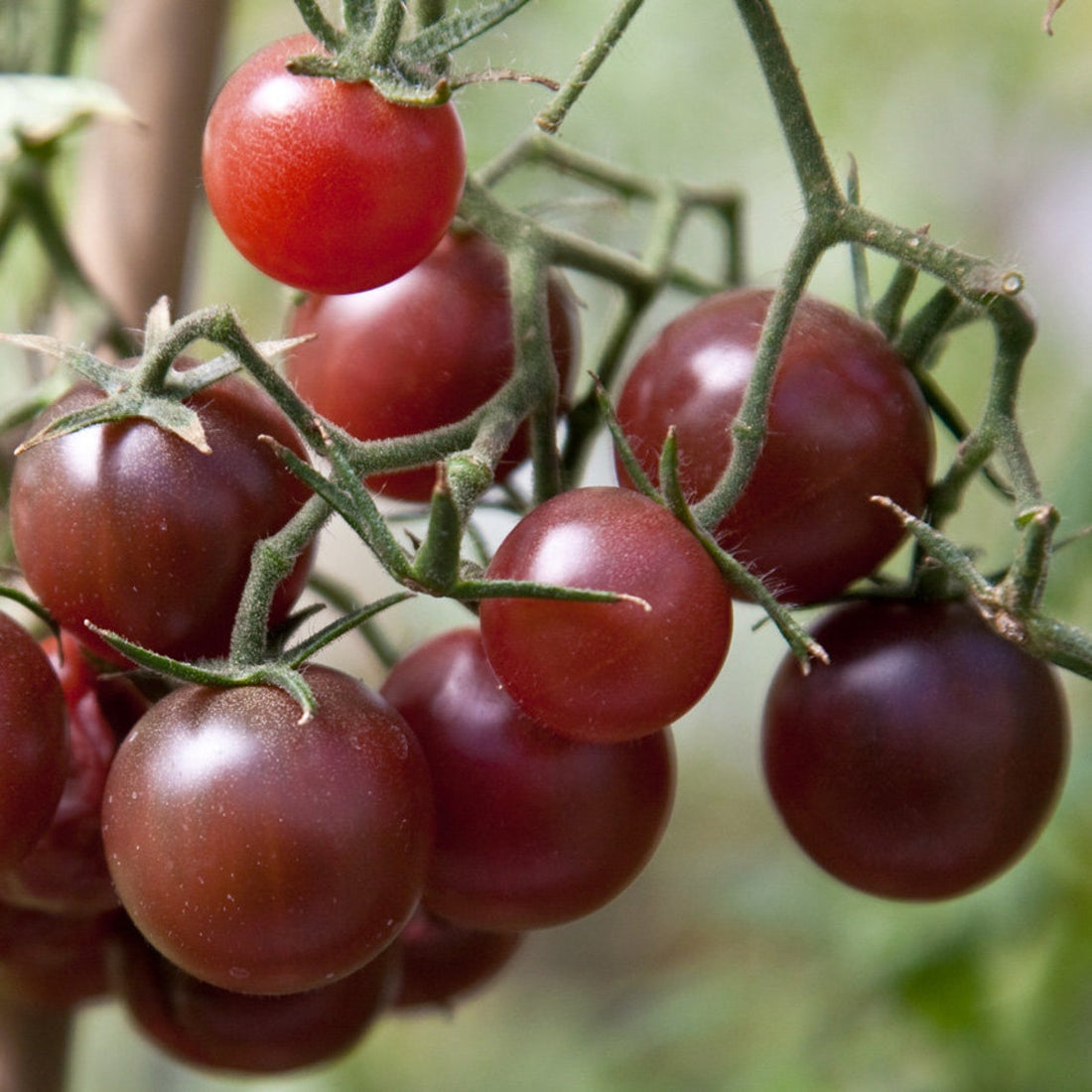 Chocolate Tomato Seeds