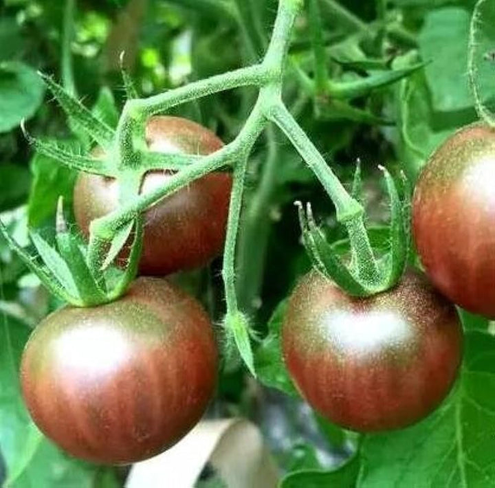 Chocolate Tomato Seeds