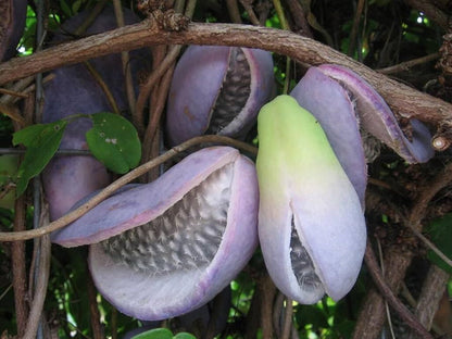 Chocolate Vine Akebia quinata Flower Seeds for Planting – Heirloom Non-GMO Garden Seeds