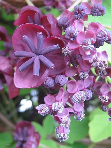 Chocolate Vine Fruit Seeds for Planting – Heirloom Non-GMO Garden Seeds
