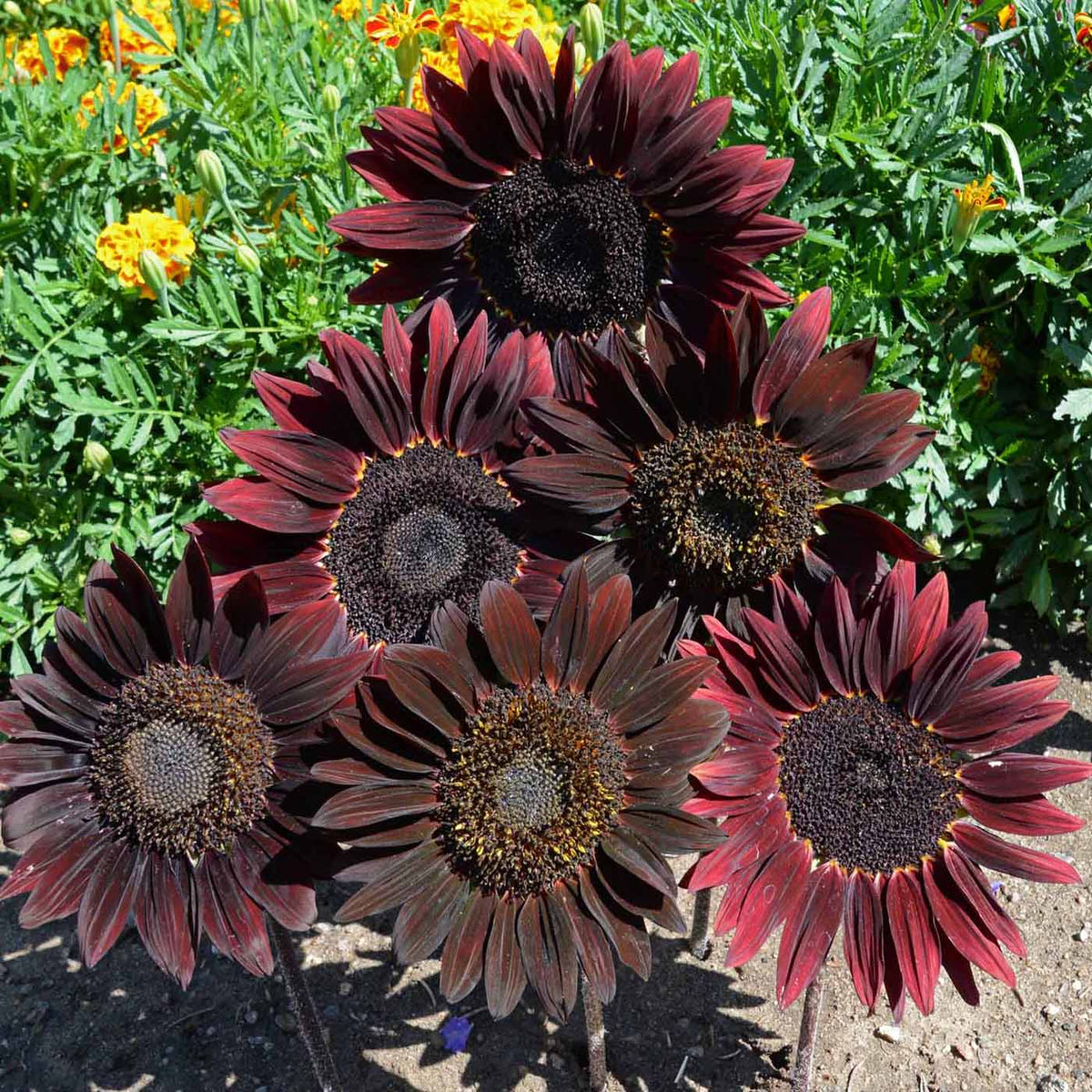 Chocolate Sunflower plant