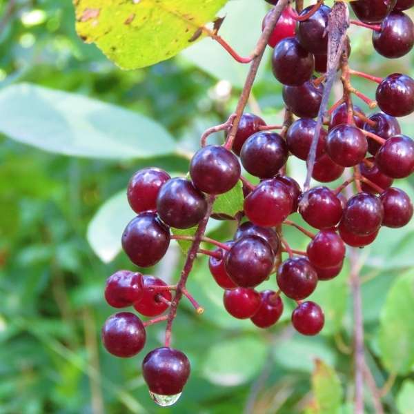 Chokecherry fruit seeds for planting – heirloom Non-GMO garden variety
