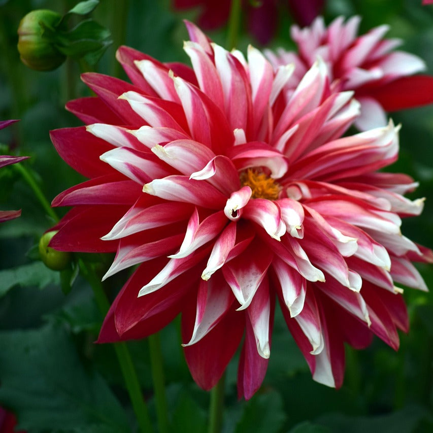 Deep Red flower seeds